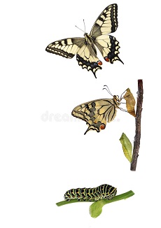 Butterfly - Metamorphosis